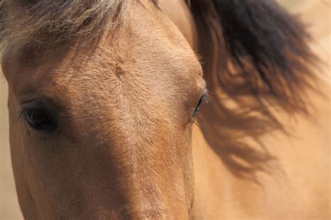 Eyes Of A Brown Horse Free Stock Photo - Public Domain Pictures