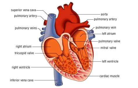 Anatomi dan Struktur Jantung Manusia - Biologi Edukasi: Belajar Sains ...