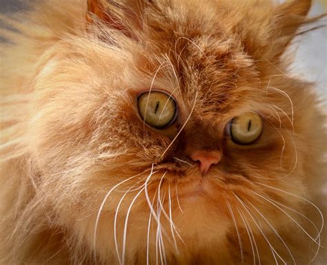 Cat Animal Persian - Free photo on Pixabay - Pixabay