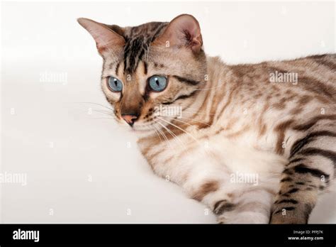 Brown rosetted Bengal cat with blue eyes, lying down, close-up Stock ...