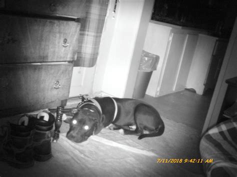 Gaurd Dog | Digital Camera night vision | Lonnie Dunn | Flickr