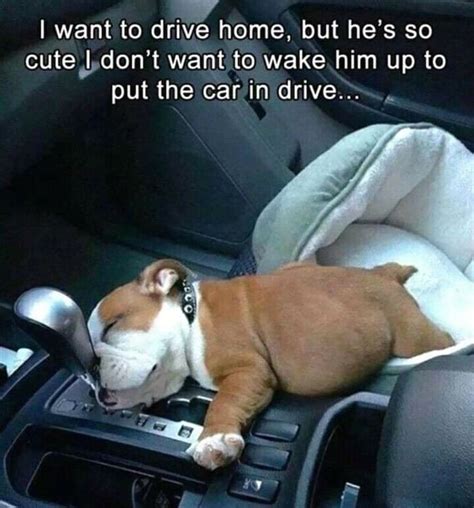 Pin by pamela wilson on Cute/Funny/Adorable | Sleepy animals, Funny dog memes, Funny animal memes