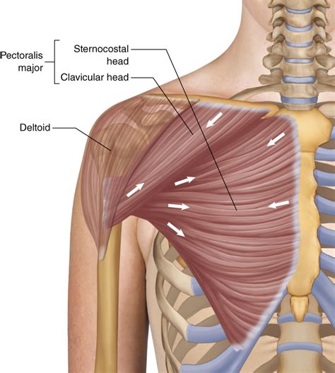 Musculo Pectoral