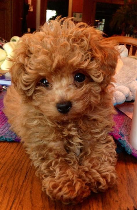 How Much Is A Toy Poodle Worth at Mark Pope blog