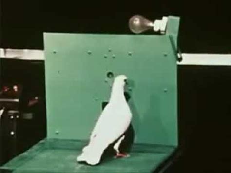 B.F. Skinner capturing the turn with a pigeon - YouTube