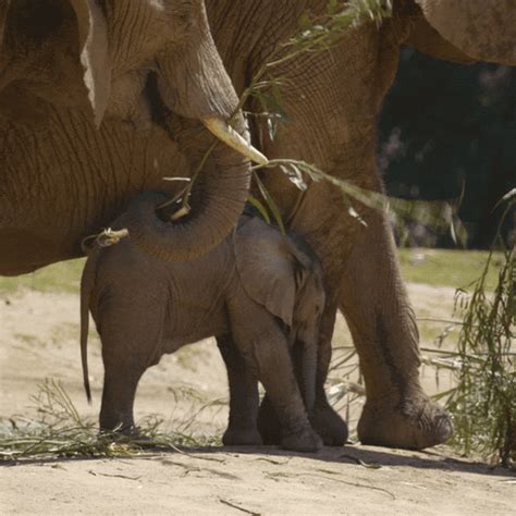 Happy Baby Animals GIF by San Diego Zoo - Find & Share on GIPHY