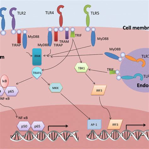 The role of TLRs in B-cell activation and differentiation. TLR ligation... | Download Scientific ...