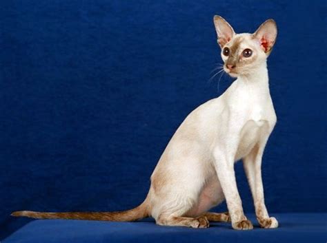 Colorpoint Shorthair Pictures | Colorpoint shorthair, Cat breeds, Cats