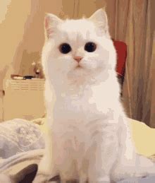 Cat Staring GIFs | Tenor