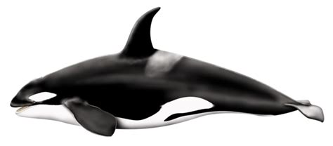 Whale Png - ClipArt Best