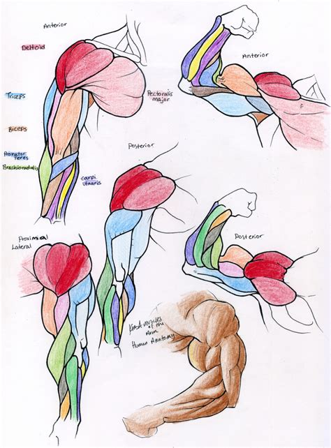 Muscle Reference- ARM by 10kk on DeviantArt