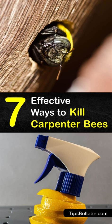 7 Effective Ways to Kill Carpenter Bees