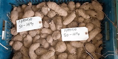 COVID19 – Work in shifts, researchers advise yam seed producers and farmers