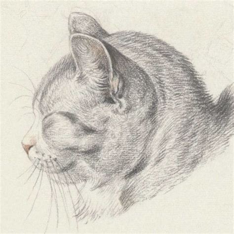 How To Draw A Cat Head Realistic - pic-smidgen