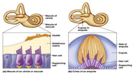 Sensors of the otolith organs and semicircular canals (Levine, 2015). | Download Scientific Diagram