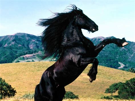 Horse Jumping Wallpapers - Top Free Horse Jumping Backgrounds - WallpaperAccess