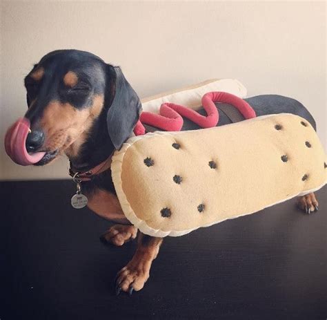 Pin by Céline Cianciulli on Trop cute ! | Dachshund halloween costumes ...