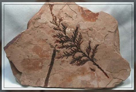 Types of Plant Fossils - Al Ardh Alkhadra