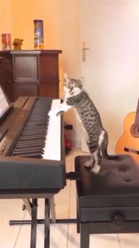 cat playing piano meme - Alfreda Rosen