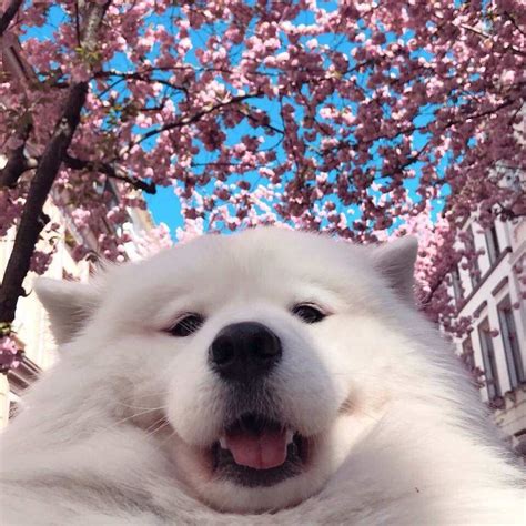 PsBattle: This dog in front of cherry blossoms | Cute dogs, Cute baby ...