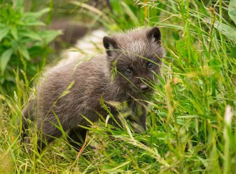 Arctic fox cubs born at Highland Wildlife Park | Discover Animals