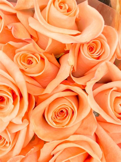 Bundle of peach roses bouquet prints digital photography | Etsy