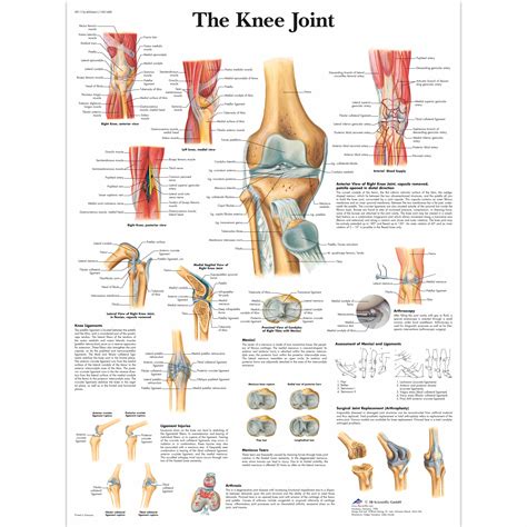 Anatomical Charts and Posters - Anatomy Charts - Arm and Leg Charts ...