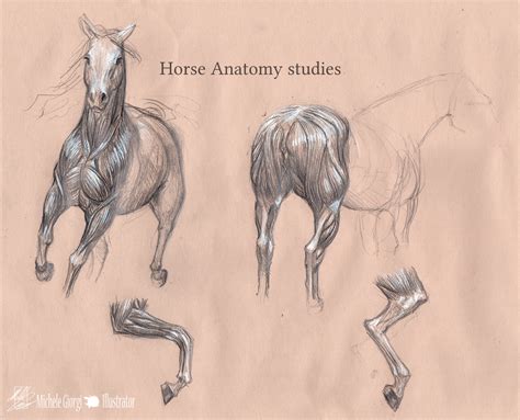 Michele Giorgi Illustrator : Horse Anatomy Studies- 02