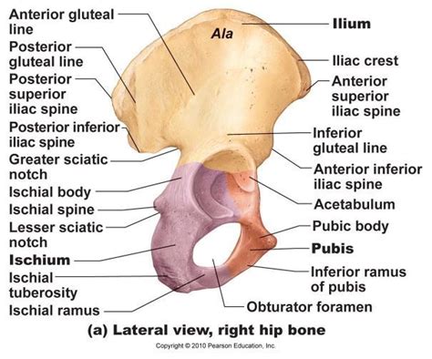 Skeletal system anatomy, Anatomy bones, Anatomy