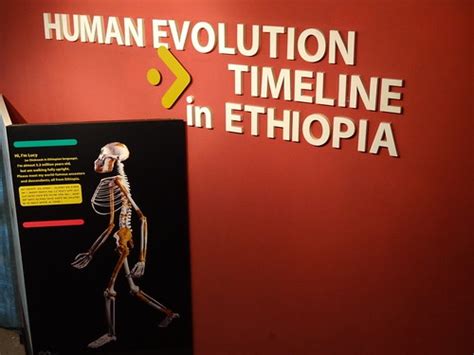 Human Evolution Timeline in Ethiopia - National Museum of … | Flickr