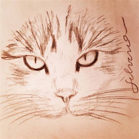 Cola De Gato Dibujo - El Gatos