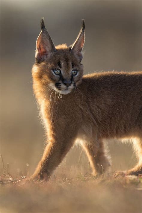 Serval ~ look back by Marion Vollborn - Photo 143070297 - 500px ...