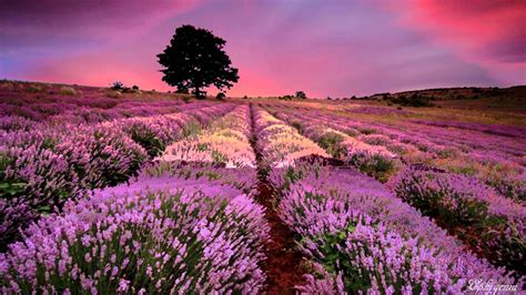 The Amazing Provence Lavender Fields, France in 4K (UltraHD) | Lavender fields provence, French ...