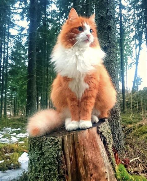 Norwegian Forest Cat Ginger