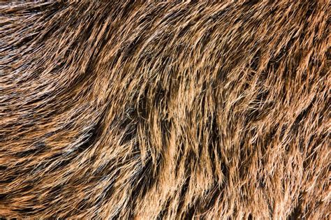 Brown bear fur texture Wall Mural Line Photography, Texture Photography ...