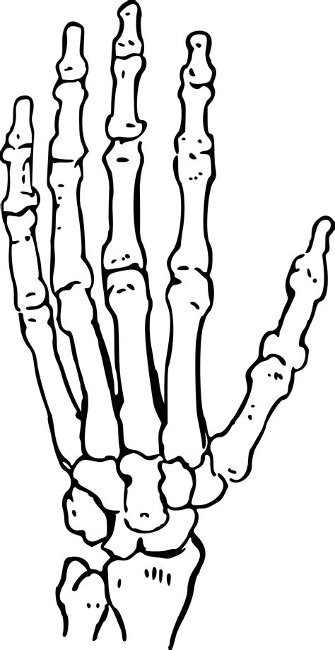 clipart skeleton hand 10 free Cliparts | Download images on Clipground 2024