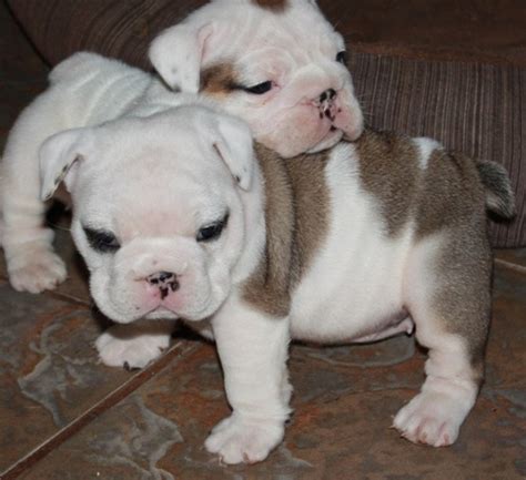 23+ Teacup English Bulldog Puppies For Sale Photo - Bleumoonproductions