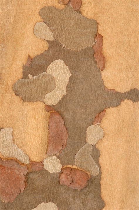 Sycamore tree bark | Patterns in nature, Nature tree, Tree bark