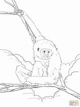 Ape Coloring Page Gorilla  Home sketch template