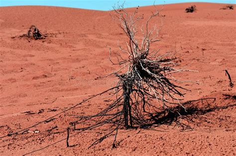 Dead Tree Or Bush In Desert Stock Image - Image of erosion, dead: 142212681