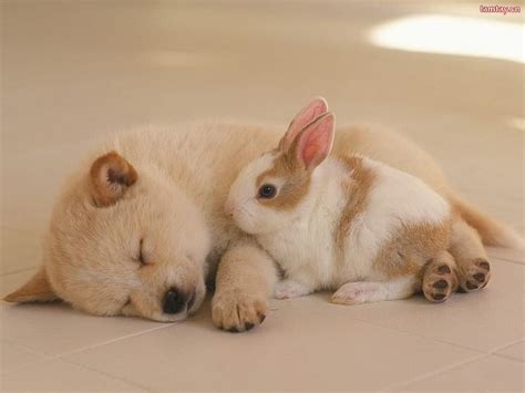 Friends, cute, rabbit, bunny, dog, animal, HD wallpaper | Peakpx