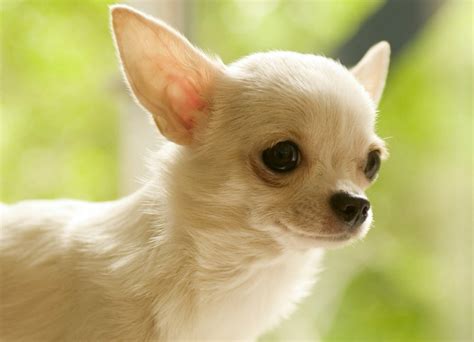 Chihuahua Dogs Wallpaper - WallpaperSafari