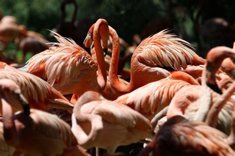 Free Images : greater flamingo, water bird, wildlife, organism, adaptation, beak, herd, seabird ...