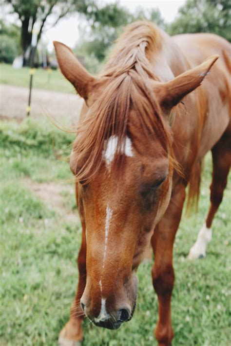 Chestnut horse in a field | Free Photo - rawpixel