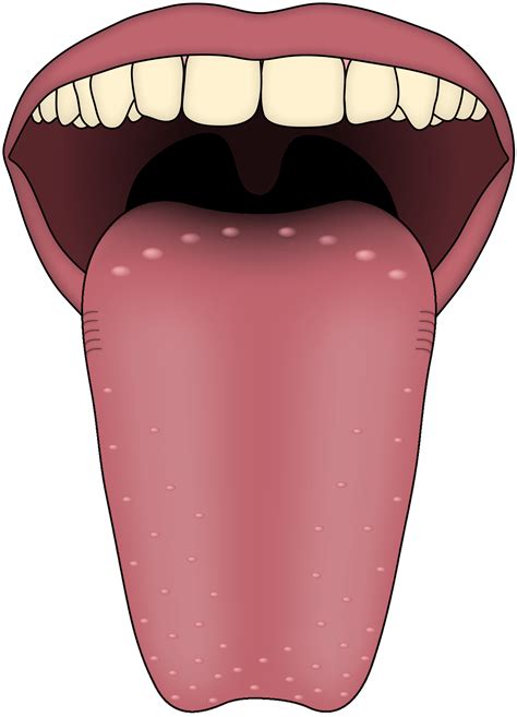 Tongue PNG Transparent Images - PNG All