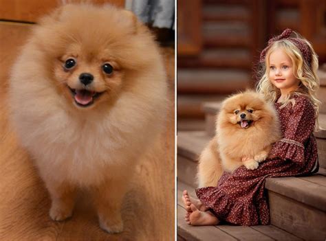 Types of Pomeranians: Dog Breed Information - PetHelpful