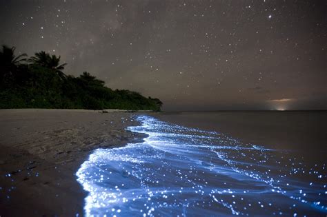 Bioluminescence: Where to go to see this incredible natural display ...