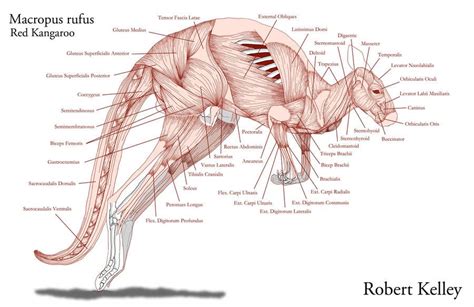 Kangaroo Muscles by rkell777 | Animal anatomy, Human anatomy drawing, Anatomy