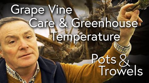 Grape Vine Care & Heating the Greenhouse - Pots & Trowels - YouTube