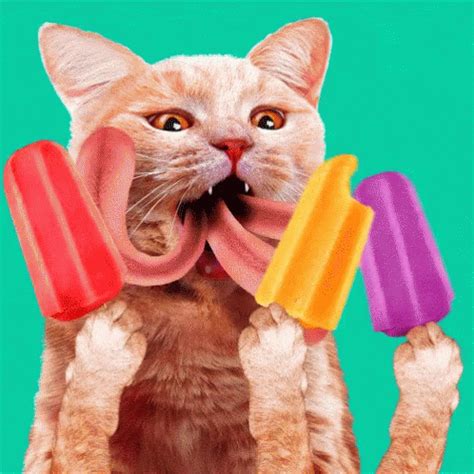 Cat Lollies GIF - Cat Lollies Lick Ice Pop - Ανακαλύψτε και ...